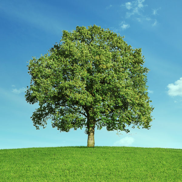 Tree on a hill: Designing Family Crests: A Very Proud Case Study